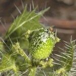 Cnidoscolus angustidens Fruto