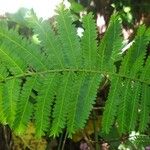 Phyllanthus mimosoides Feuille