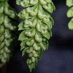 Athyrium schimperi List