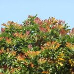 Magnolia hodgsonii Hoja