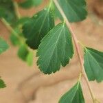 Spiraea trilobata Leaf