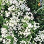 Clematis virginiana Flor