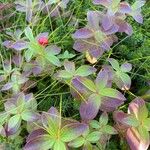 Cornus suecicaHoja