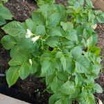 Solanum tuberosum Агульны выгляд