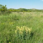 Astragalus asper Habitat