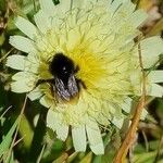 Hieracium berardianum Цвят