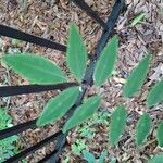 Indigofera decora Folha