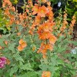 Sphaeralcea incana Flower