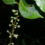 Garcinia balansae Flower