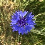 Centaurea sulphurea Kwiat