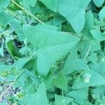 Persicaria perfoliata पत्ता