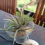 Tillandsia aeranthos 葉