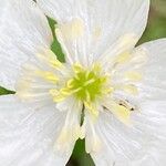 Ranunculus platanifolius Fula