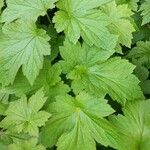 Anemone x hybrida 葉