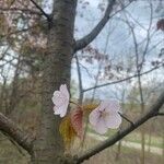 Prunus sargentii Virág