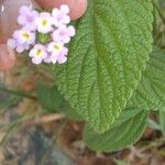 Lantana trifolia Leaf