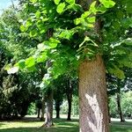 Tilia americana Blad