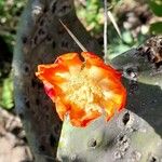 Opuntia quimilo Flower