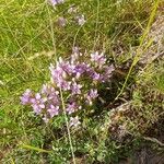 Gentianella ramosa Flor