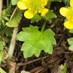 Ranunculus muricatus Leaf