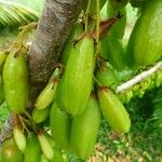 Averrhoa bilimbi Fruit