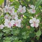 Geranium macrorrhizumFlower