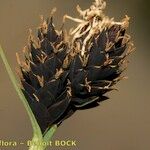 Carex parviflora Fruto