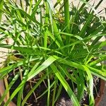 Cyperus alternifolius Leaf