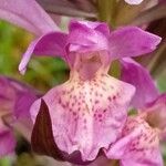 Dactylorhiza sambucina Flower