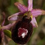 Ophrys × flavicans Flor