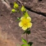 Potentilla rectaЦвят