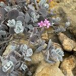 Kalanchoe pumila Hoja