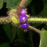 Miconia crenulata Blad