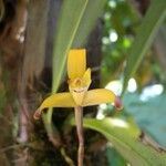 Maxillaria confusa Flor