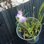 Matthiola longipetala Blüte