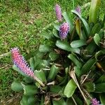 Aechmea gamosepala 整株植物