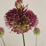 Allium rotundum Çiçek