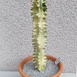 Euphorbia ammak Folha