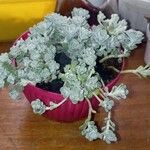 Sedum spathulifolium Yaprak