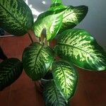 Dieffenbachia seguine Folio