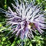 Carthamus caeruleus 花