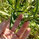 Eupatorium altissimum Levél