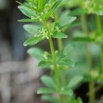 Cruciata glabra Flor