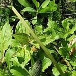 Plantago argentea Ekosanga
