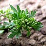 Lepidium didymum その他の提案