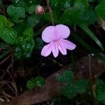 Impatiens hochstetteri Flower