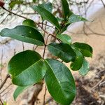 Xylocarpus granatum Leaf