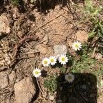 Bellium bellidioides Natur