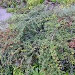 Cotoneaster nanshan Other