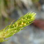 Selaginella selaginoides Fruto